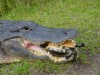 Alligator trumps turtle