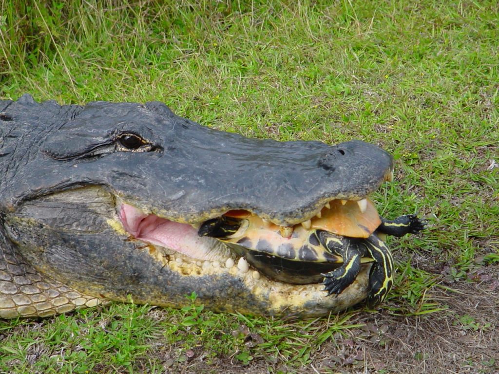 Alligator trumps turtle