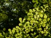 Summer leaves near Annecy Gorges de Fier