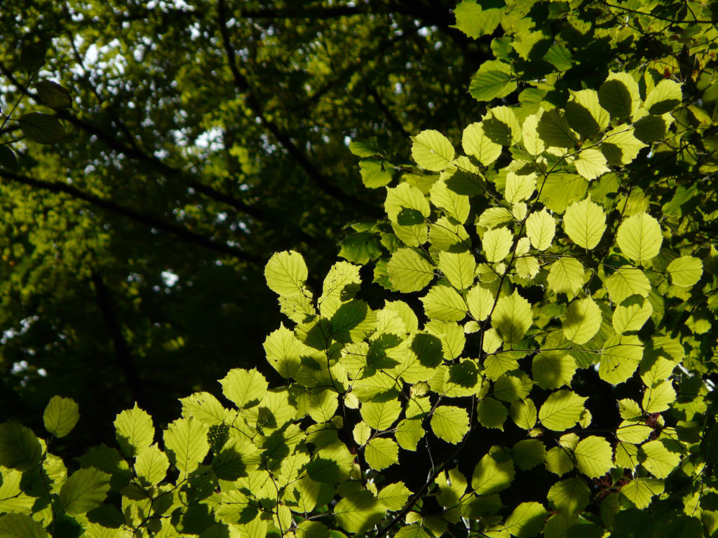 Summer leaves near Annecy Gorges de Fier