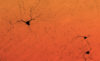 Neurons in the brain