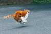 Jello in mid-air while running (Tony Cyphert/flickr.com)
