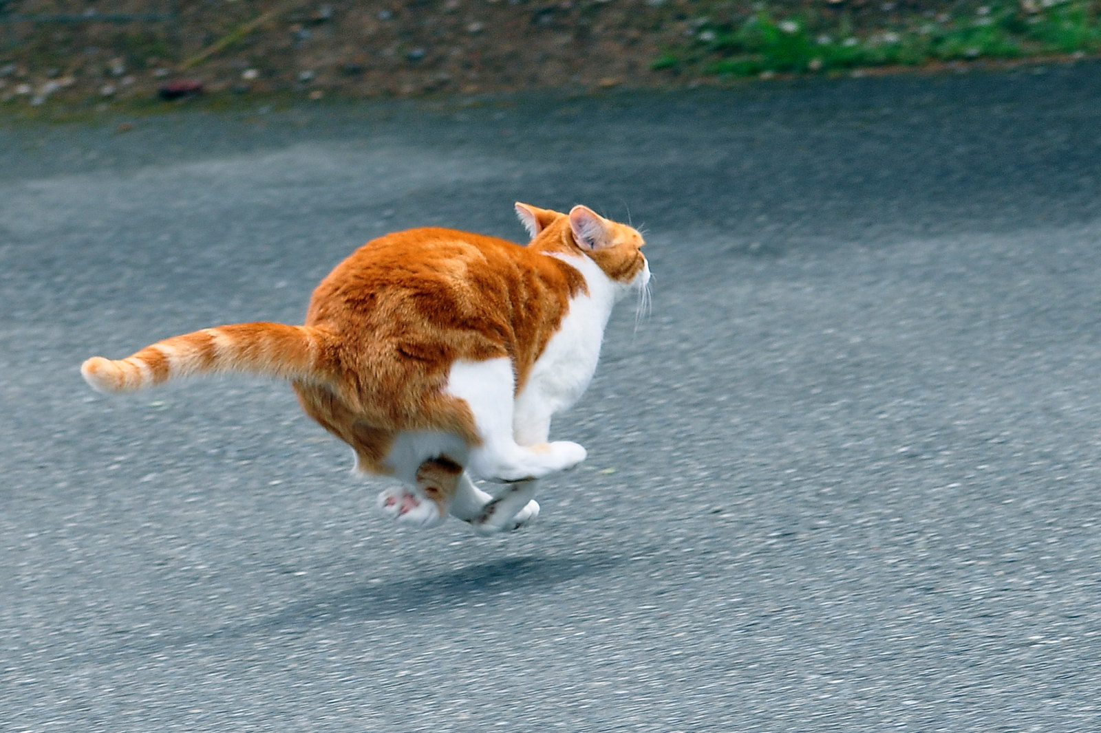 Jello in mid-air while running (Tony Cyphert/flickr.com)