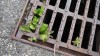 Sewer grill ecology