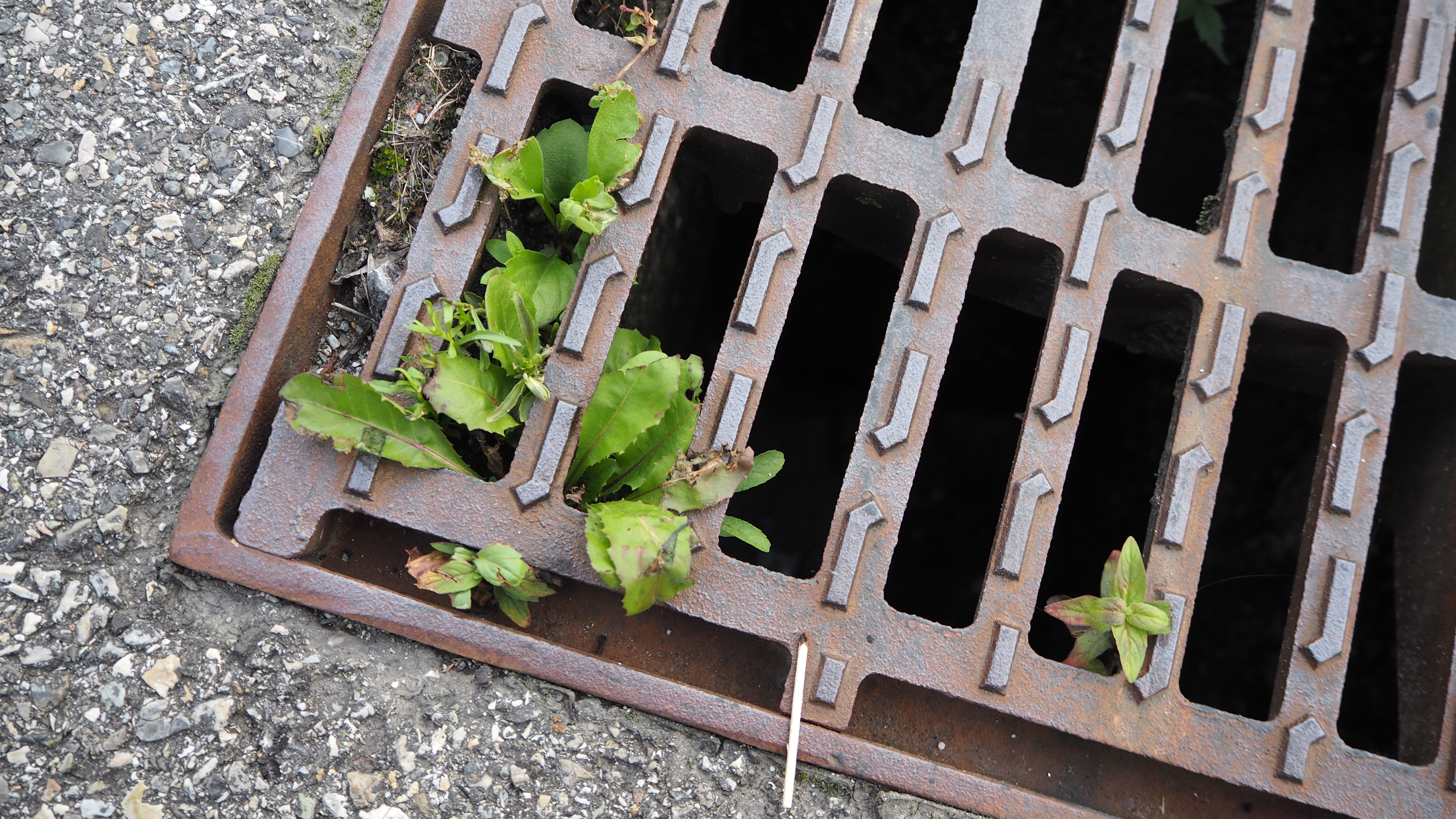 Sewer grill ecology