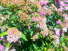 Flowers in my garden