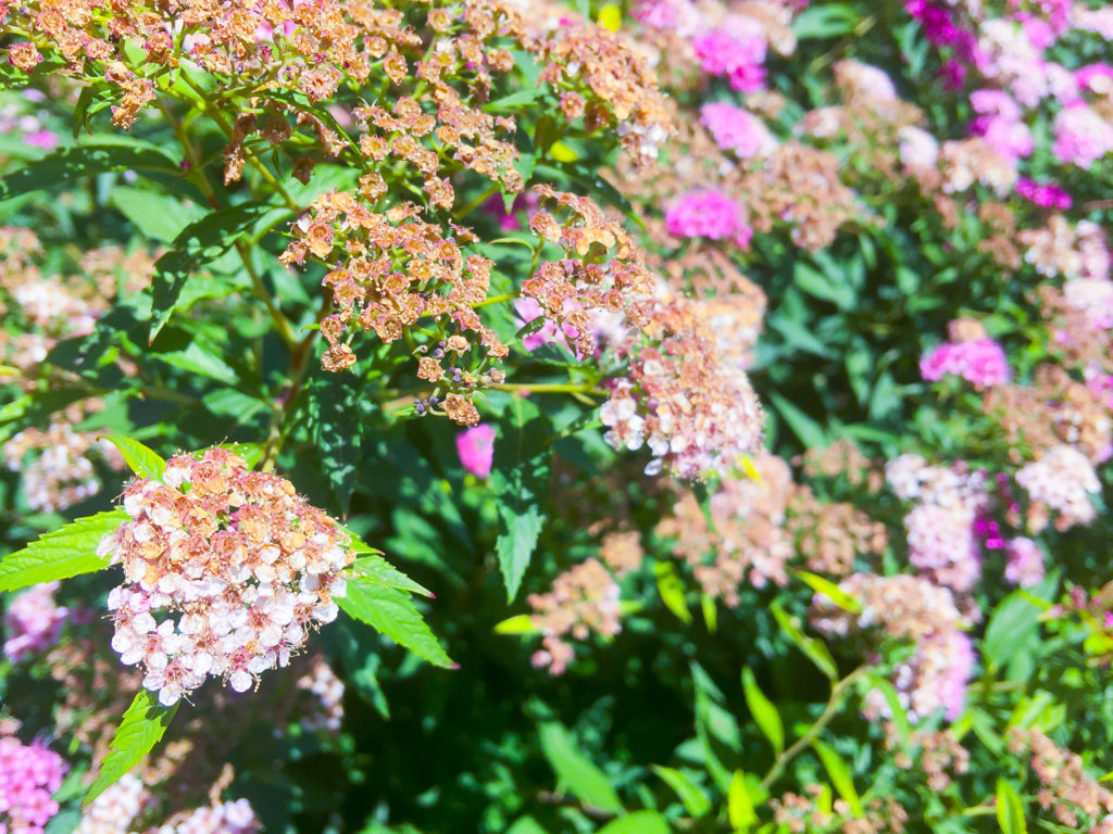 Flowers in my garden