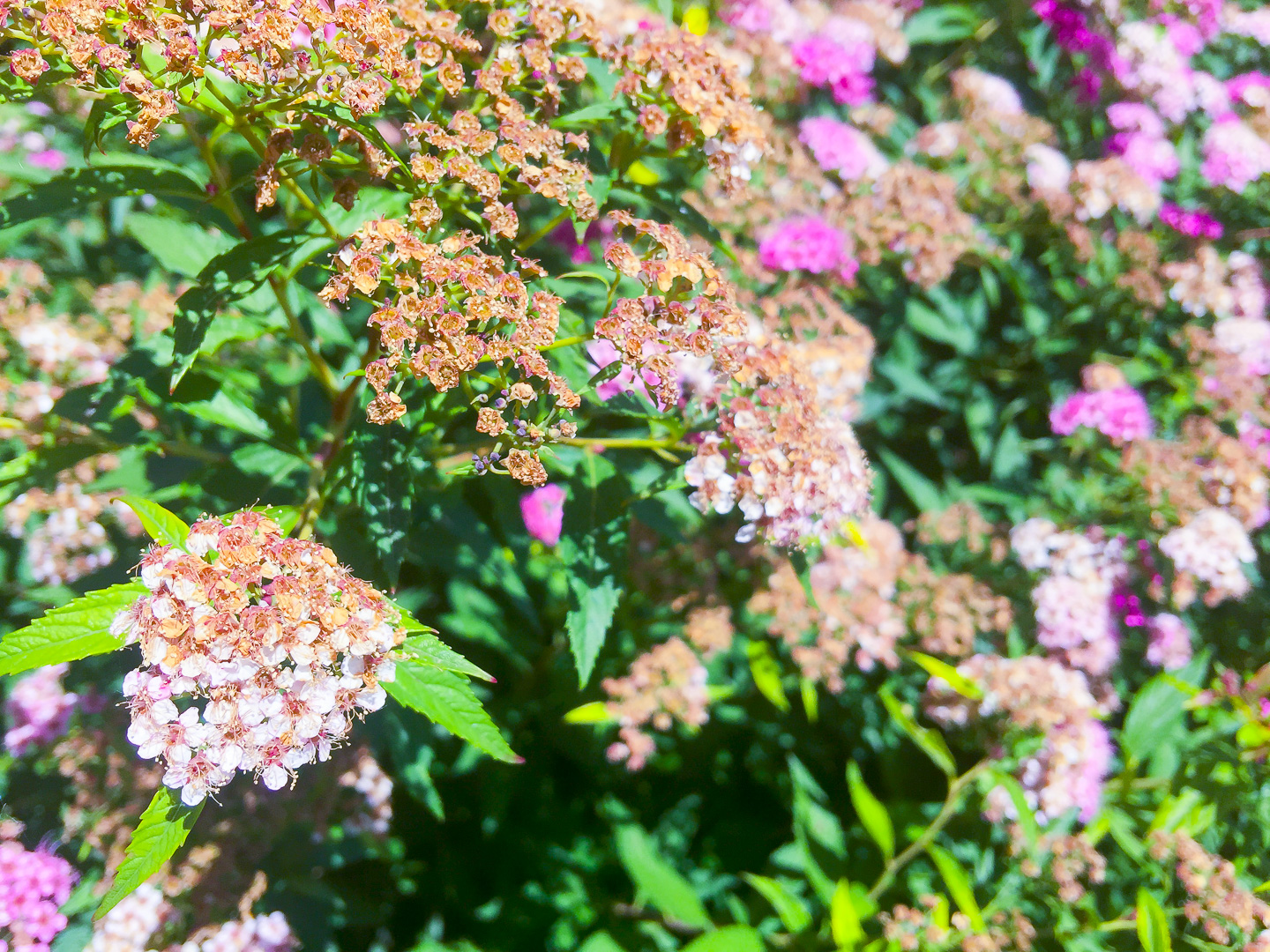 Flowers in my garden