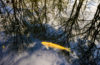 Efteling gold fish. Personal collection.