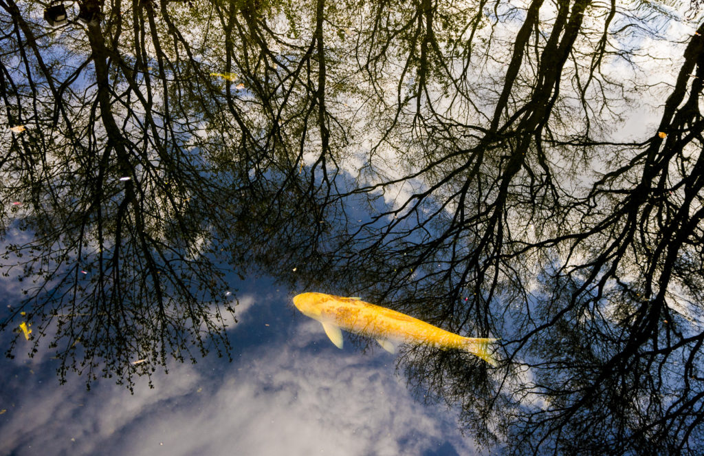 Efteling gold fish. Personal collection.