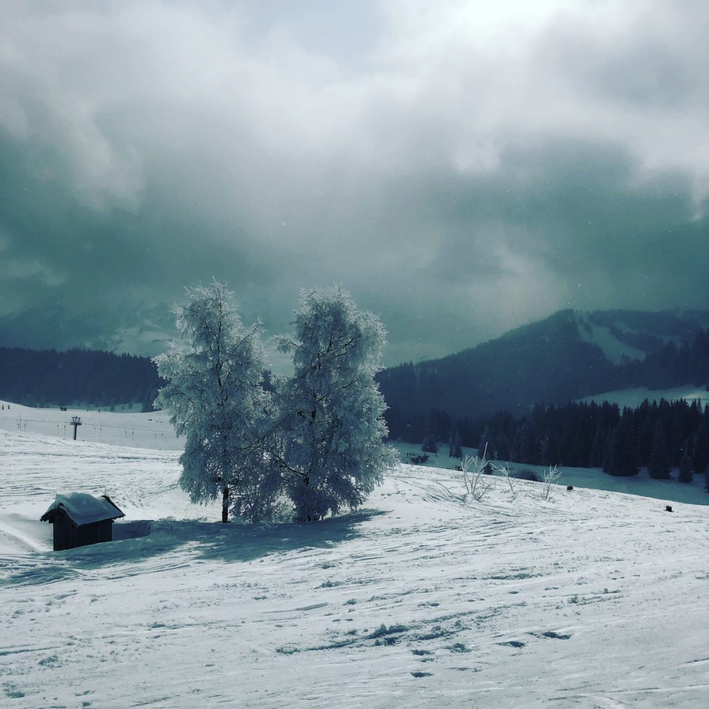 Two trees in Manigot. Personal collection.